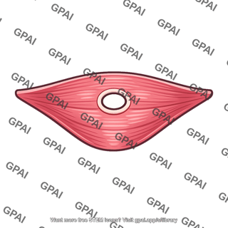 Urogenital diaphragm