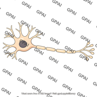 Skeletal motor neuron
