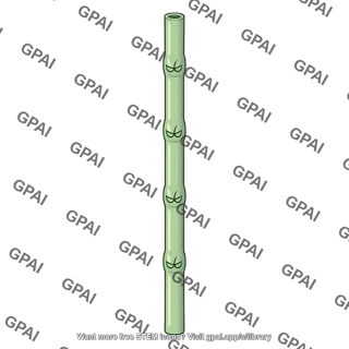 Bamboo stalk
