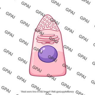Polarized glandular cell