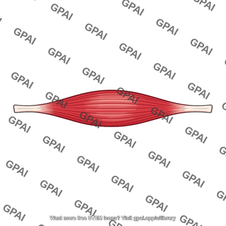Extensor muscle
