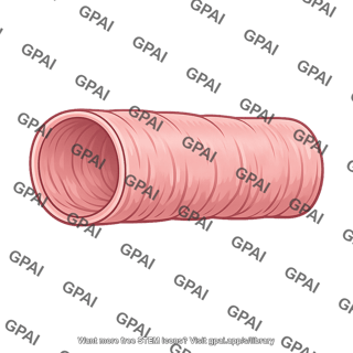 Mucous membrane of esophagus dry