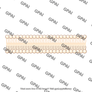 Phospholipid bilayer