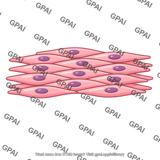 Smooth muscle bundle
