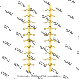Sympathetic chain