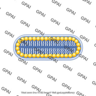 Pill shaped membrane bilayer thick