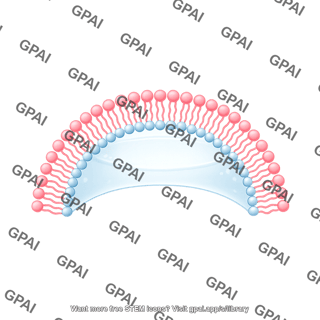 Membrane bilayer arc filled vesicle stage 2 side