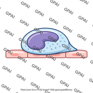Monocyte adhered to epithelium