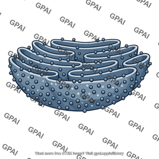 Granular endoplasmic reticulum