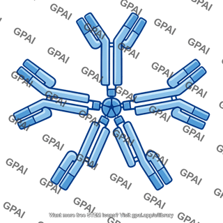 Igm immunoglobulin