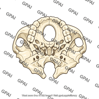 Skull base