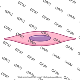 Visceral smooth muscle cell