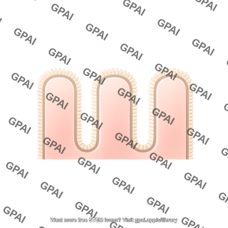 Colon epithelium enterocytes only