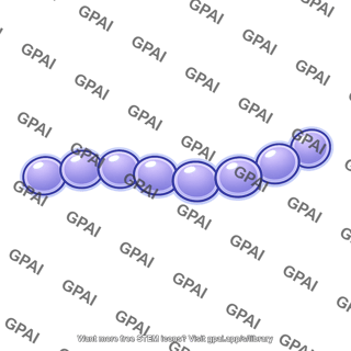 Streptococcus chain