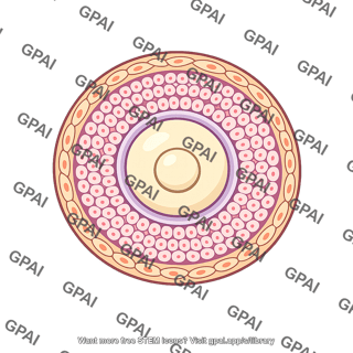 Preantral follicle
