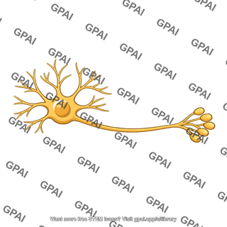 Multipolar neuron