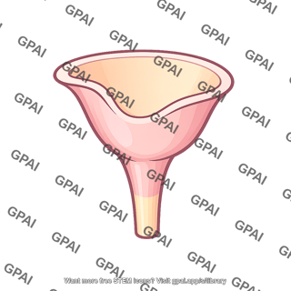 Renal calyx