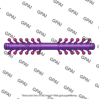 Myosin filament