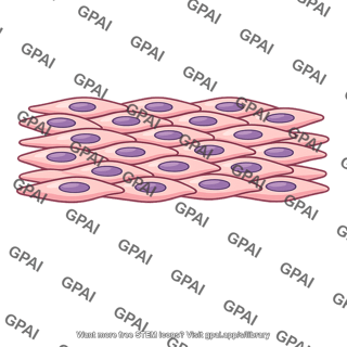 Unitary smooth muscle