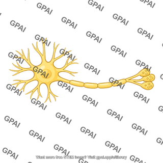 Multipolar neuron