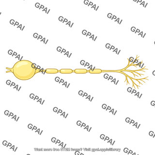 Sensory neuron yellow