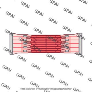 Sarcomere fully contracted