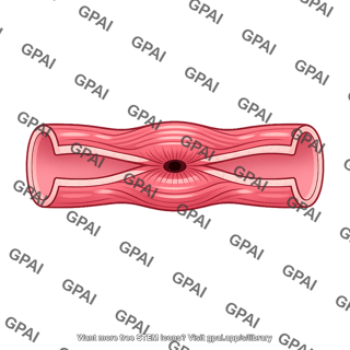 Intestinal contractile ring