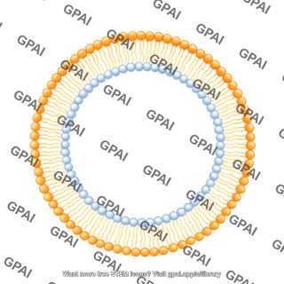 Circle membrane bilayer x large