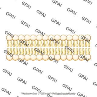 Phospholipid bilayer