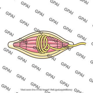 Primary receptor muscle spindle