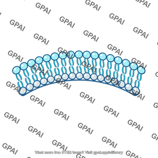 Organelle membrane