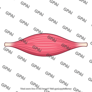 Skeletal muscle relaxed