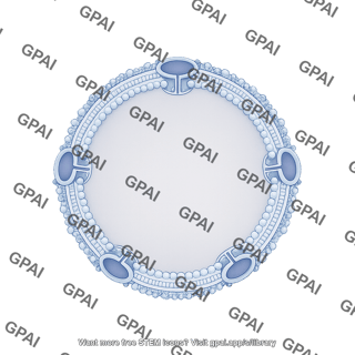 Nuclear membrane bilayer porous filled large