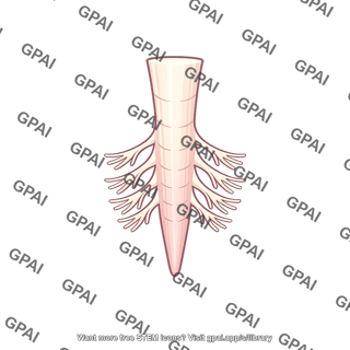 Sacral spinal cord