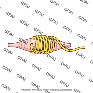 Muscle spindle primary sensory ending