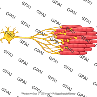 Motor unit macromotor