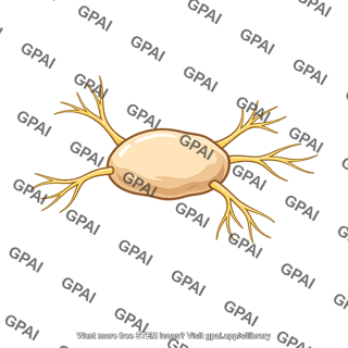 Peripheral sympathetic ganglion