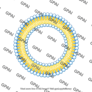 Circle membrane phospholipid bilayer small