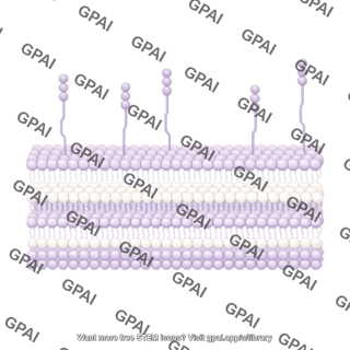 Gram positive cell wall