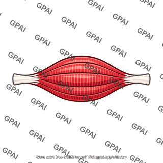 Skeletal muscle contracting