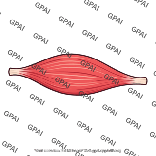 Skeletal muscle
