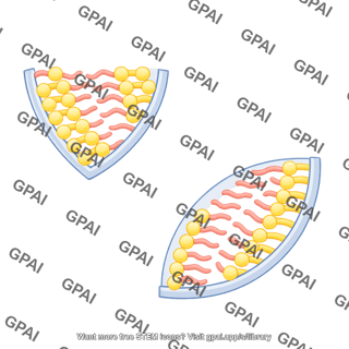 Quarter membrane bilayer 2
