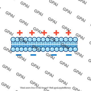 Membrane potential