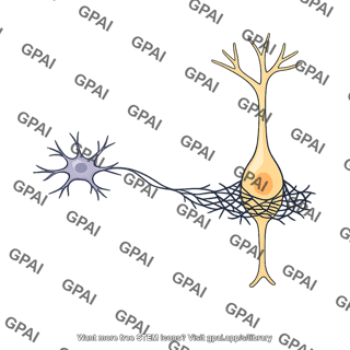 Basket cell