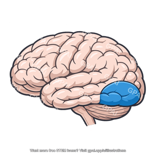 Posterior temporal lobe