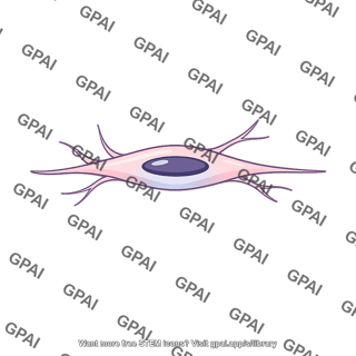 Fibroblast
