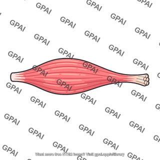 Skeletal muscle