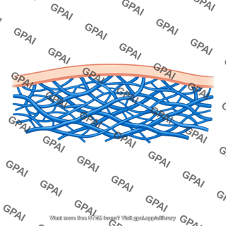 Venous plexus