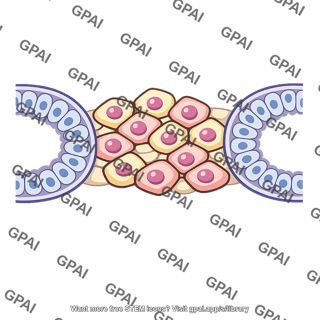 Interstitial structure of testis