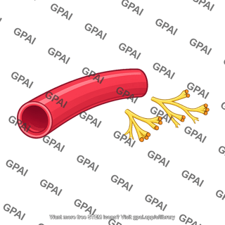 Blood vessel denervated